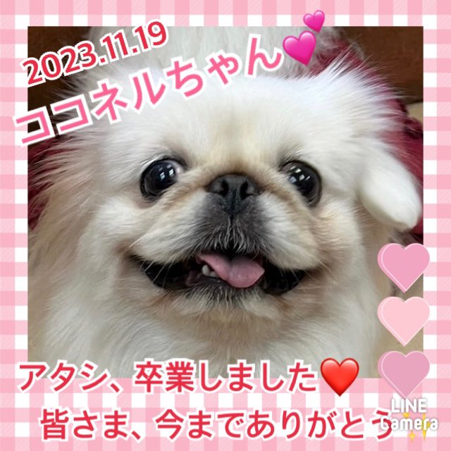 【運命の赤い糸見～つけた💓ペキニーズのココネルちゃん💕】2023,11,19